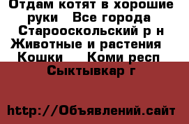 Отдам котят в хорошие руки - Все города, Старооскольский р-н Животные и растения » Кошки   . Коми респ.,Сыктывкар г.